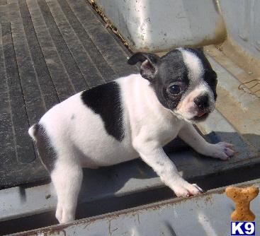 Kash - Adorable White/Black Splash Boston Terrier Boy